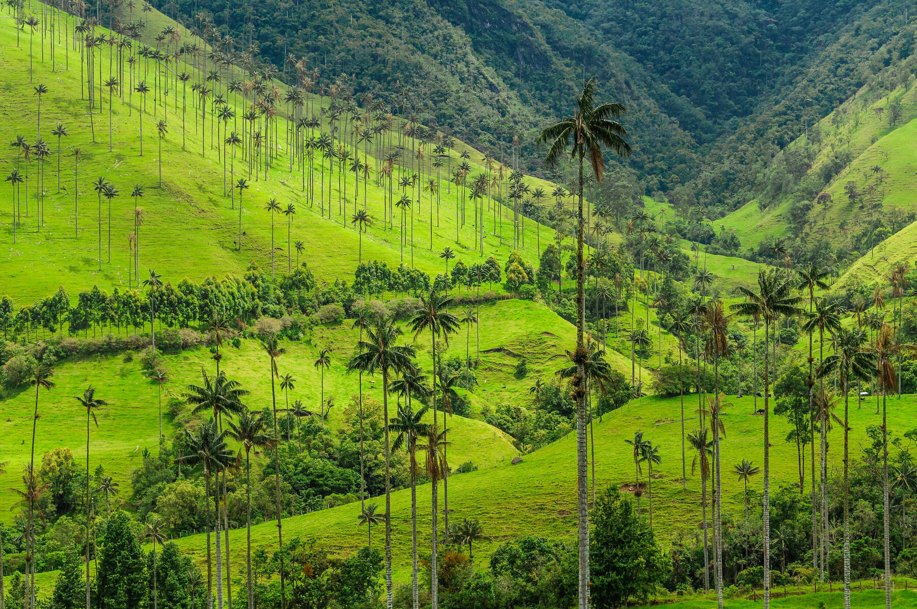 The 3 Best Coffee Tours In Salento Colombia ASMALLWORLD