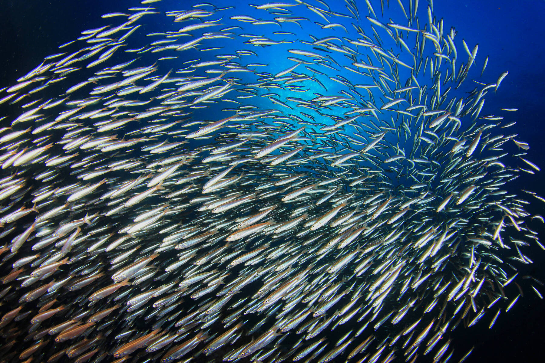 Swimming with a million shimmering silver sardines