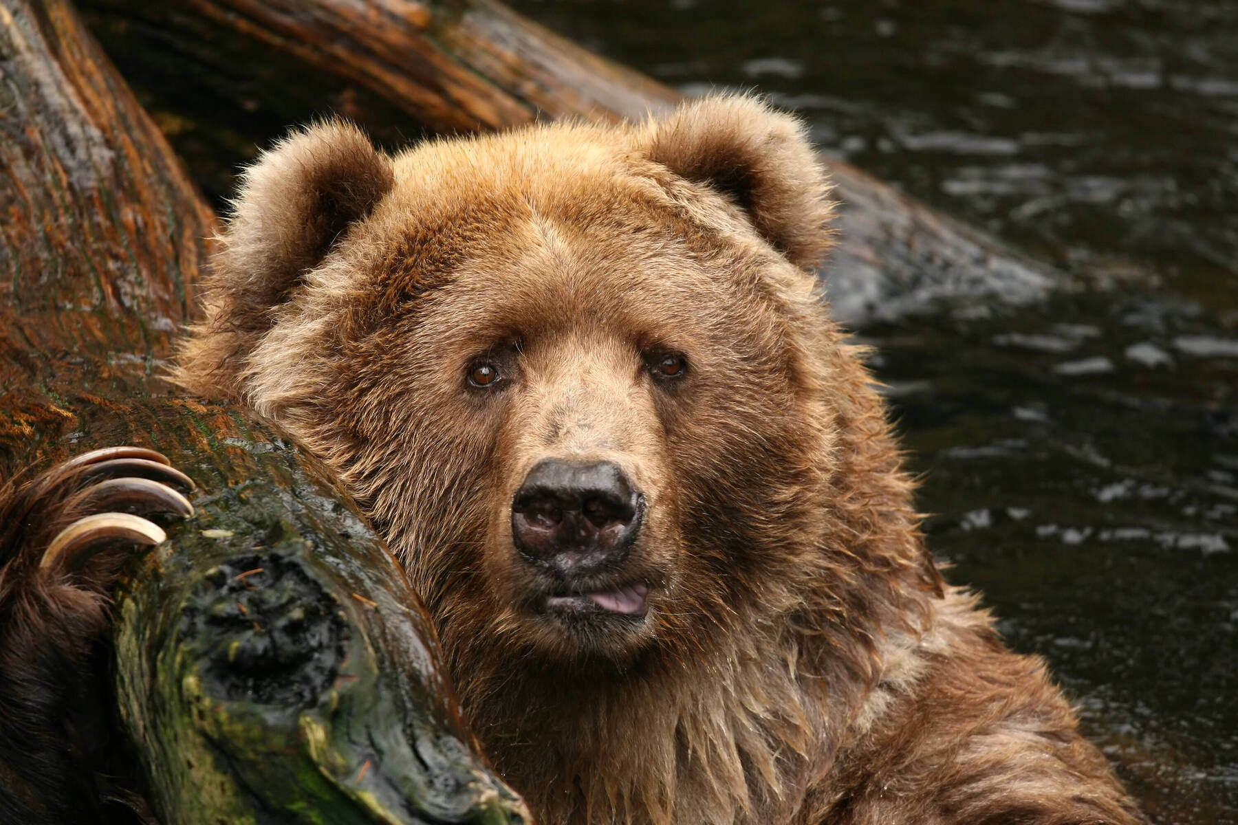 Your guide to bear watching in Canada