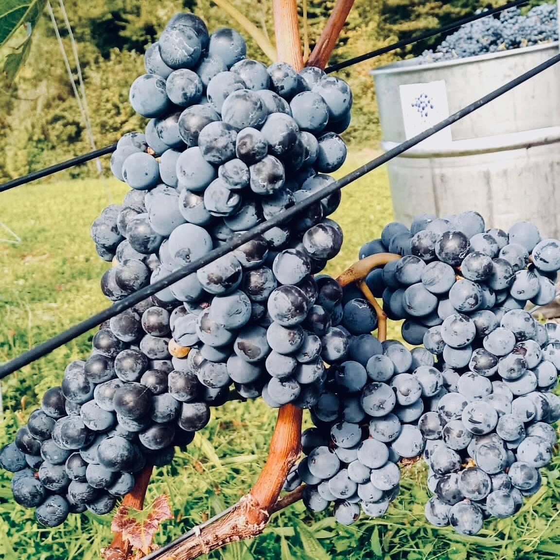 Kümin Wine & Production Tour & Tasting
