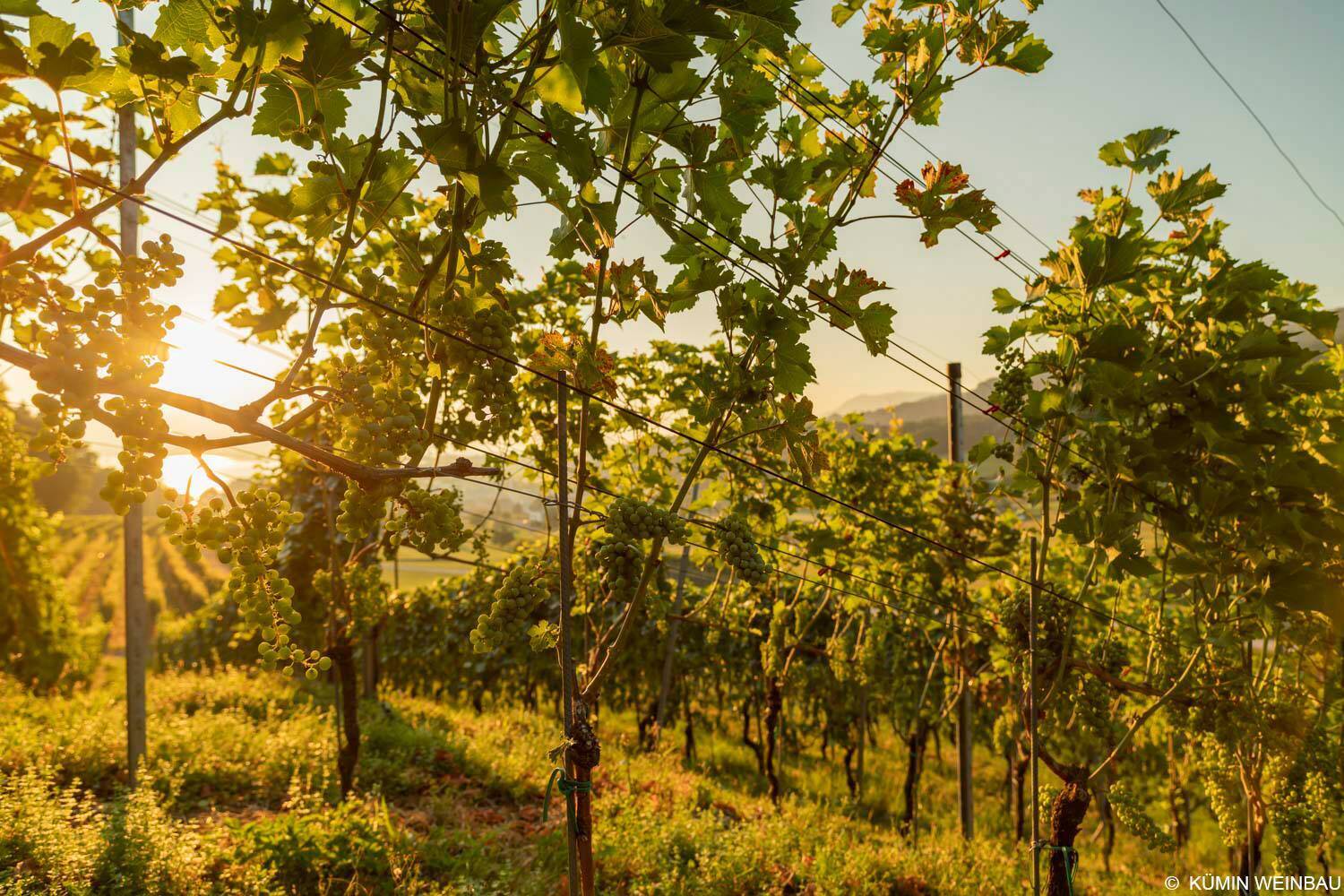 Kümin Wine & Production Tour & Tasting