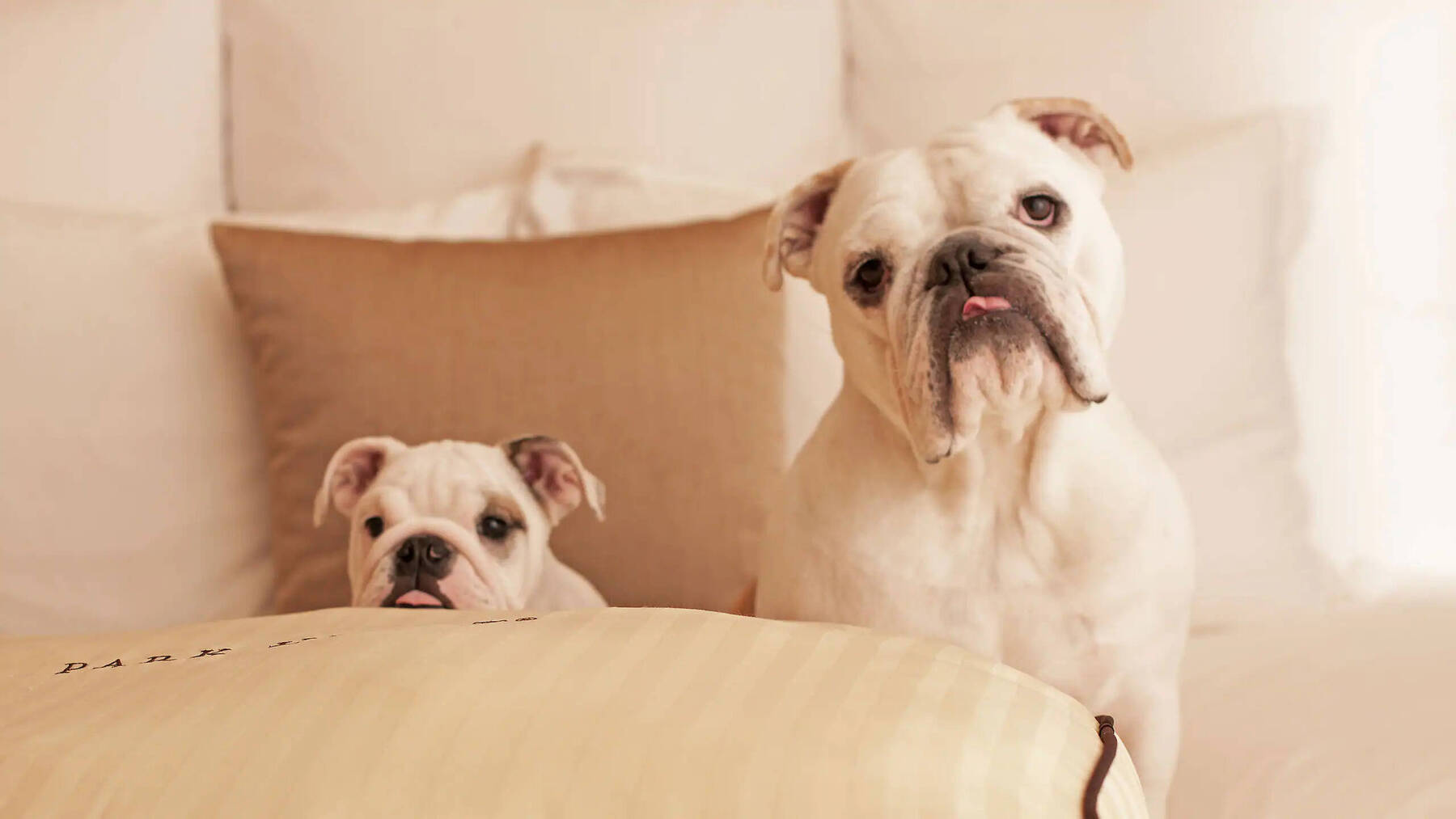 Dog Friendly Room 