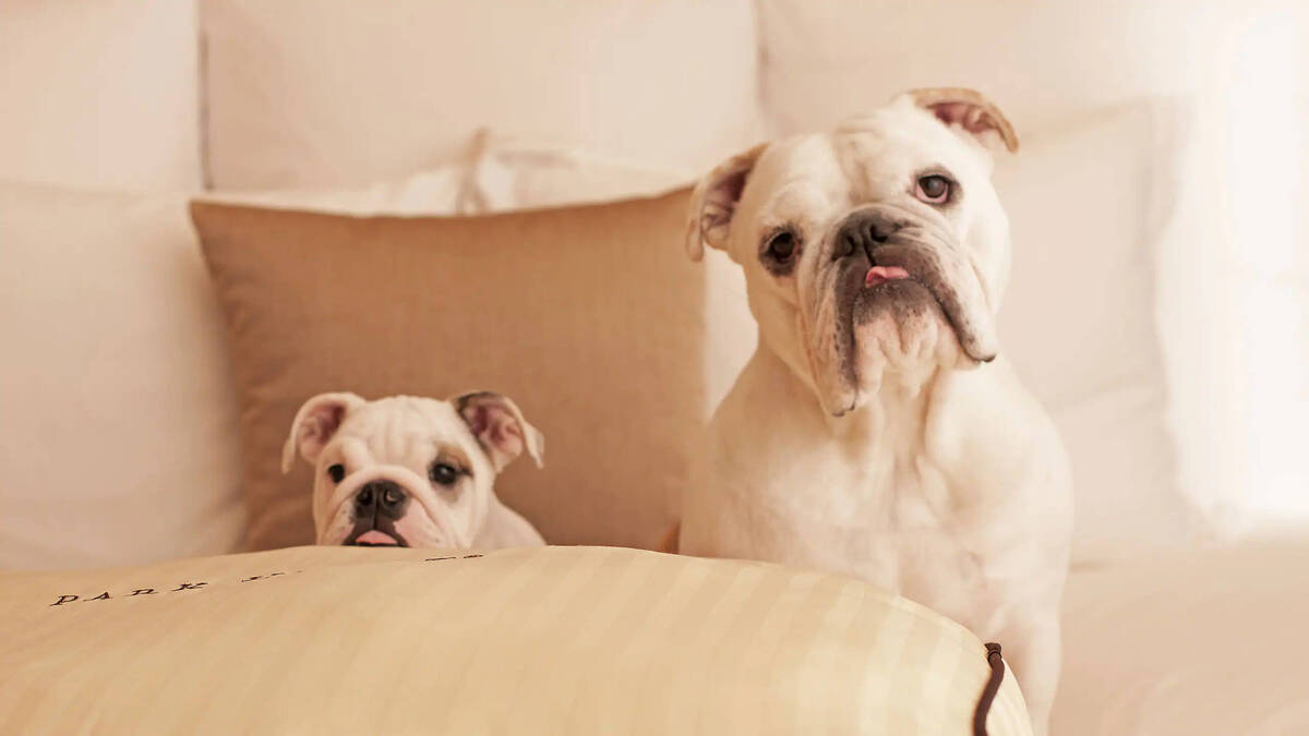 Dog Friendly Room 