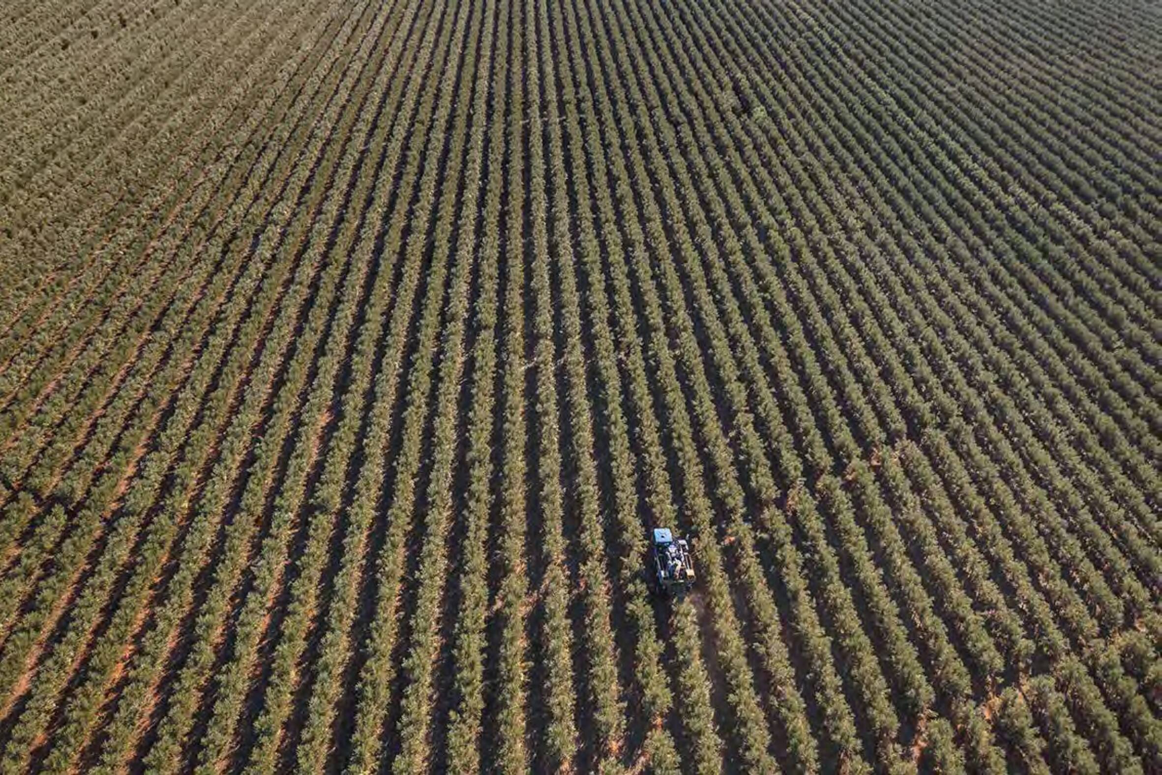 Premium Wine and Olive Oil Tasting
